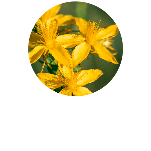 Saint John's Wort ~ Mood Rejuvenate